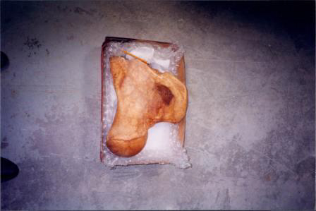 Mastodont Right Femur